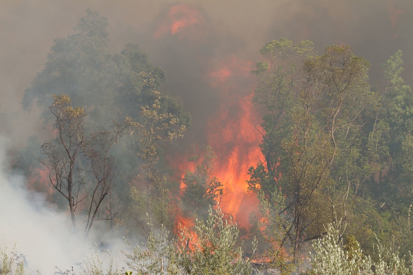 Have you been affected by a wildfire?