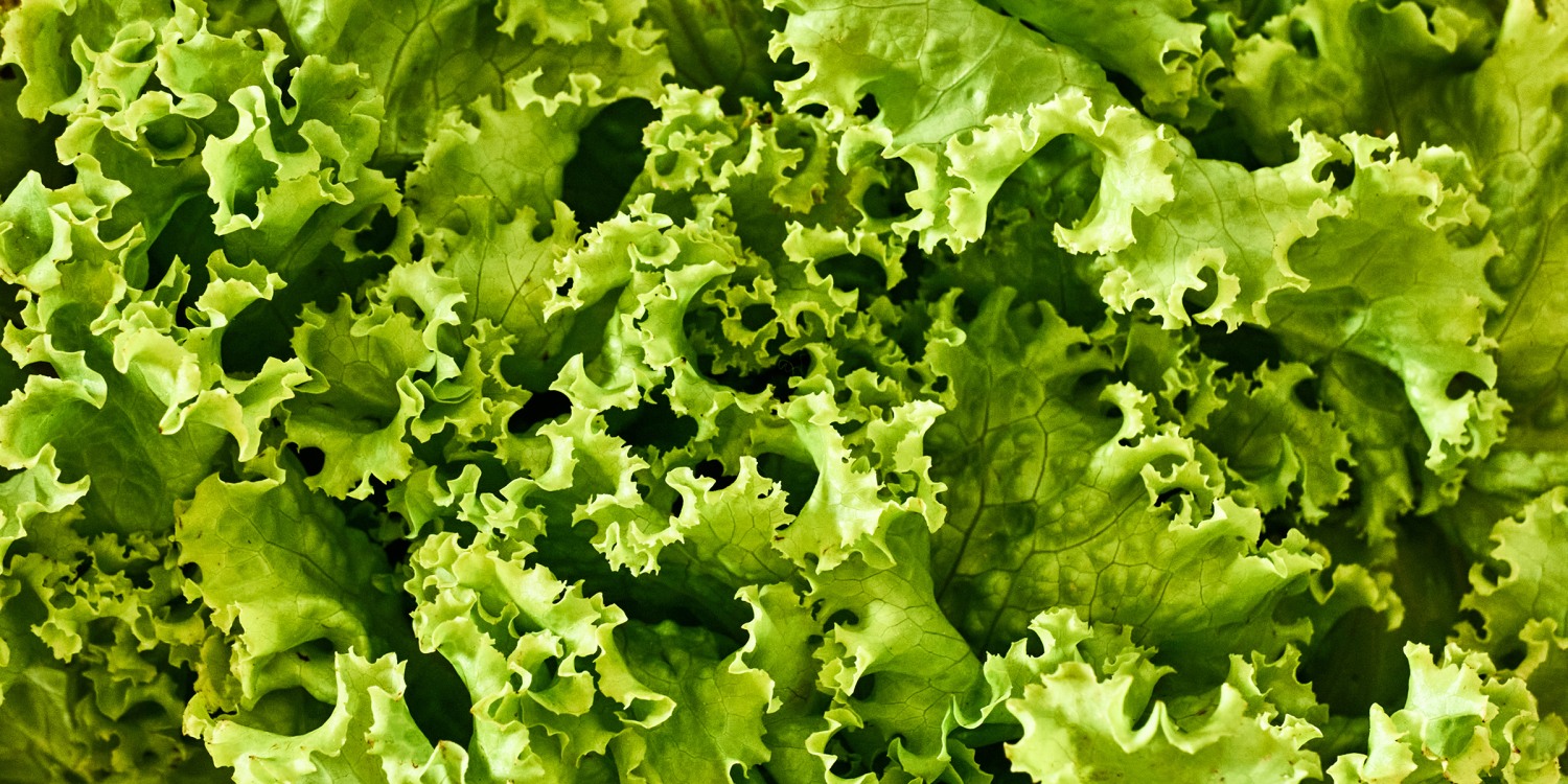 Retiro del mercado de lechuga iceberg de Dole