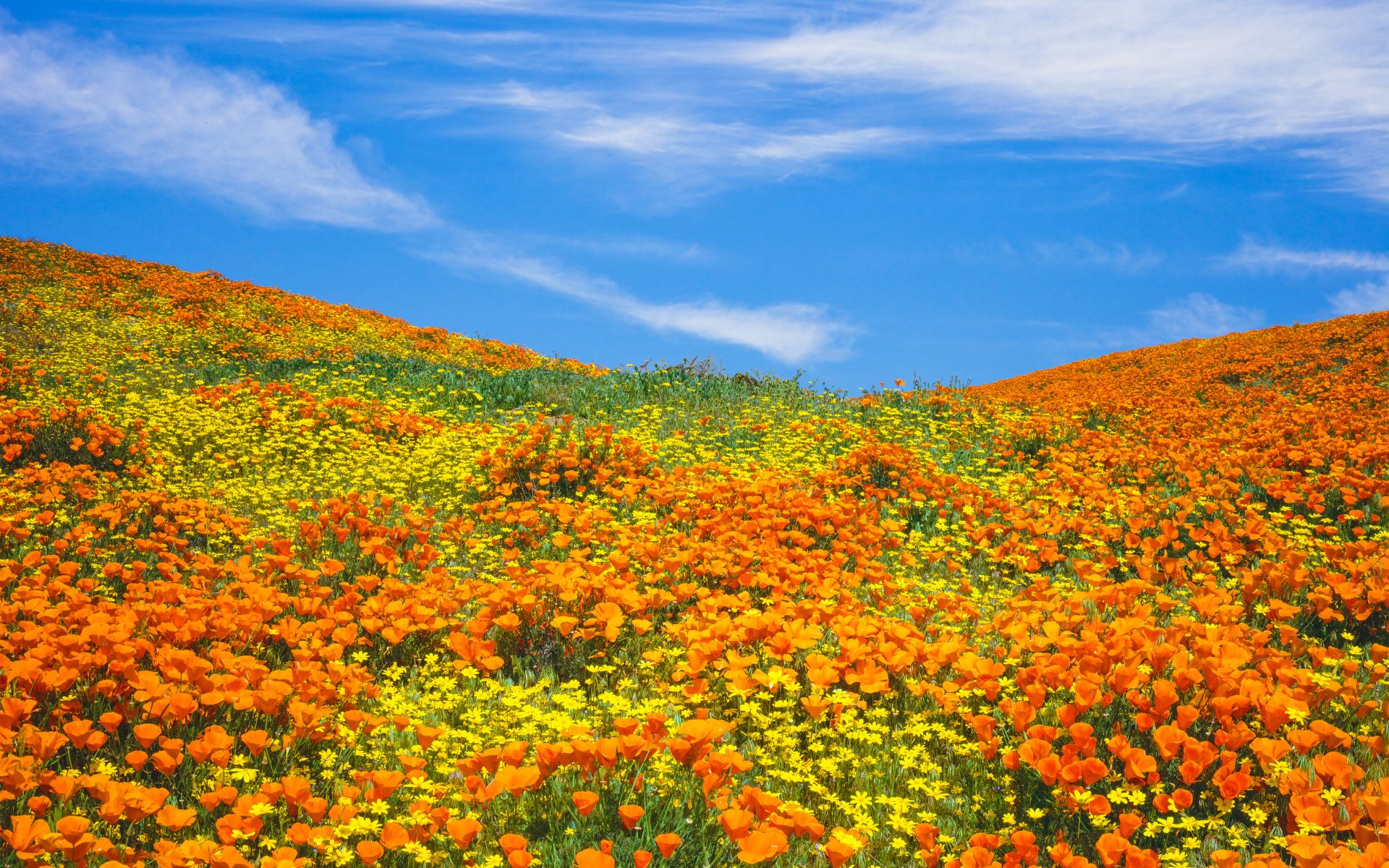 Renew Your Medi-Cal to Stay Covered