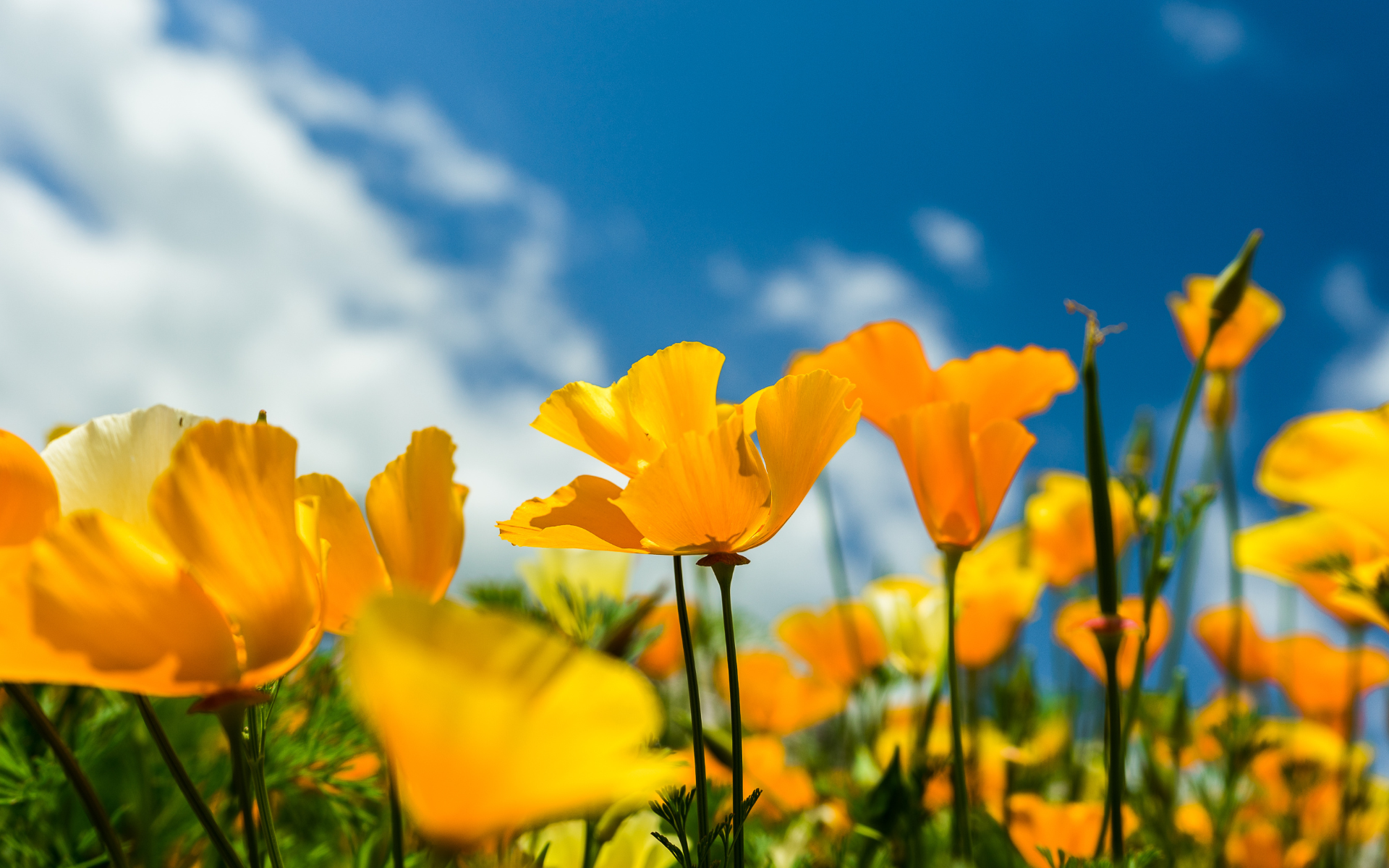 Important News for CalFresh Families