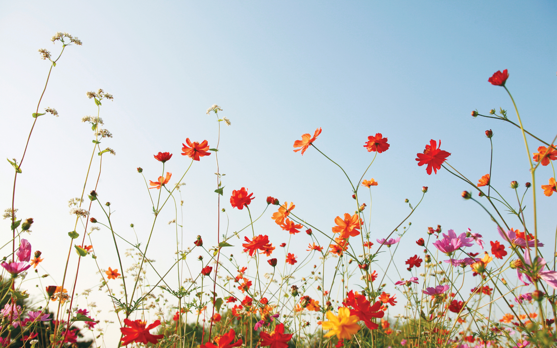 Citas telefónicas de WIC durante los fines de semana